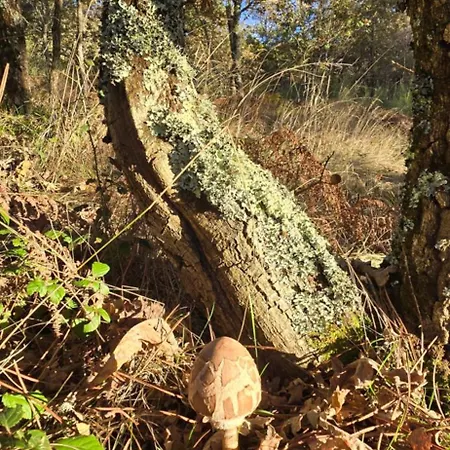 Βίλα Bayo - Terra Essentia *