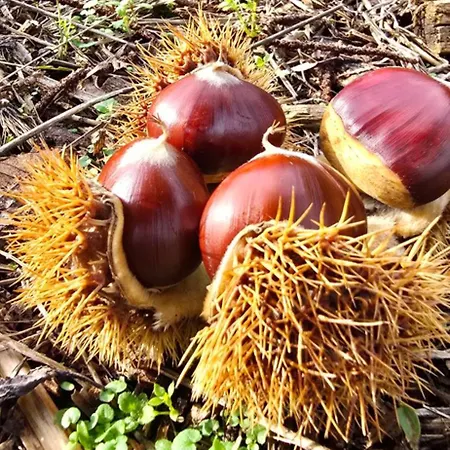 Bayo - Terra Essentia Βίλα Alge