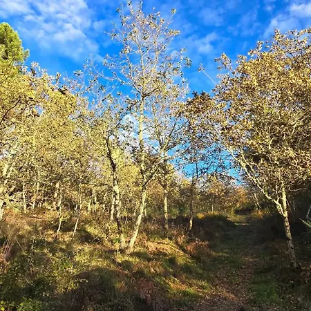 Bayo - Terra Essentia * Alge