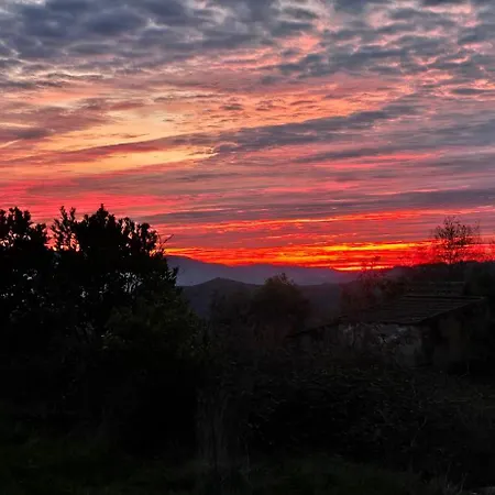 Bayo - Terra Essentia * Alge