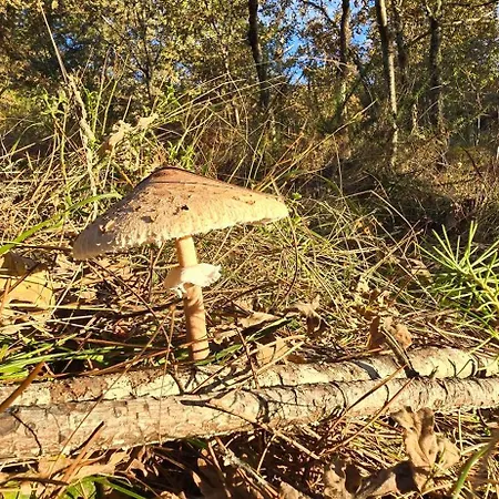 Bayo - Terra Essentia