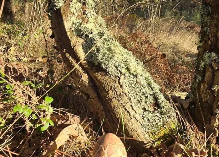 Villa Bayo - Terra Essentia *