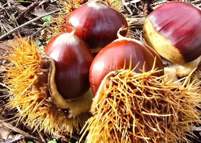 Bayo - Terra Essentia Villa Alge