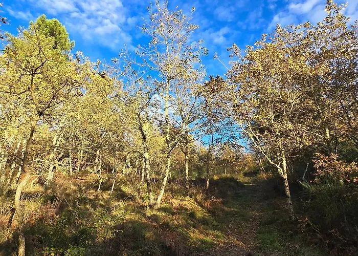 Bayo - Terra Essentia * Alge