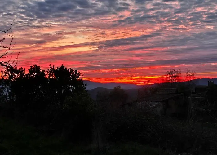 Bayo - Terra Essentia * Alge