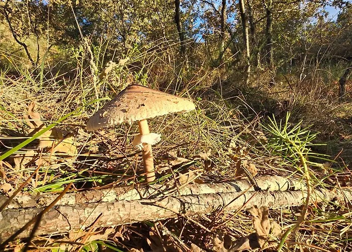 Bayo - Terra Essentia